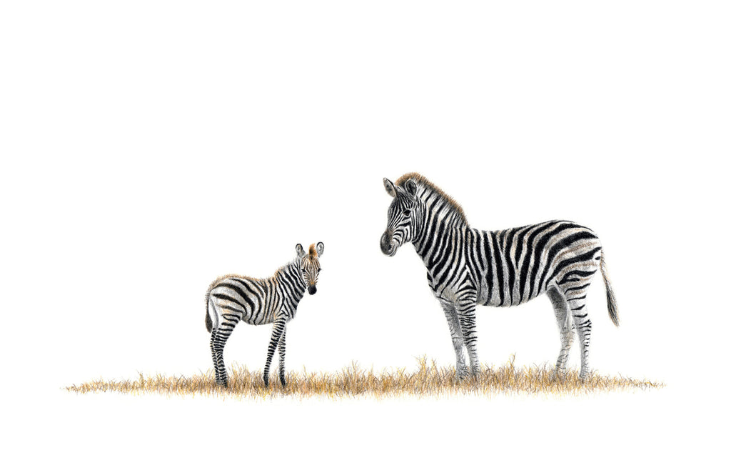 Mother and baby zebra artwork in pencil