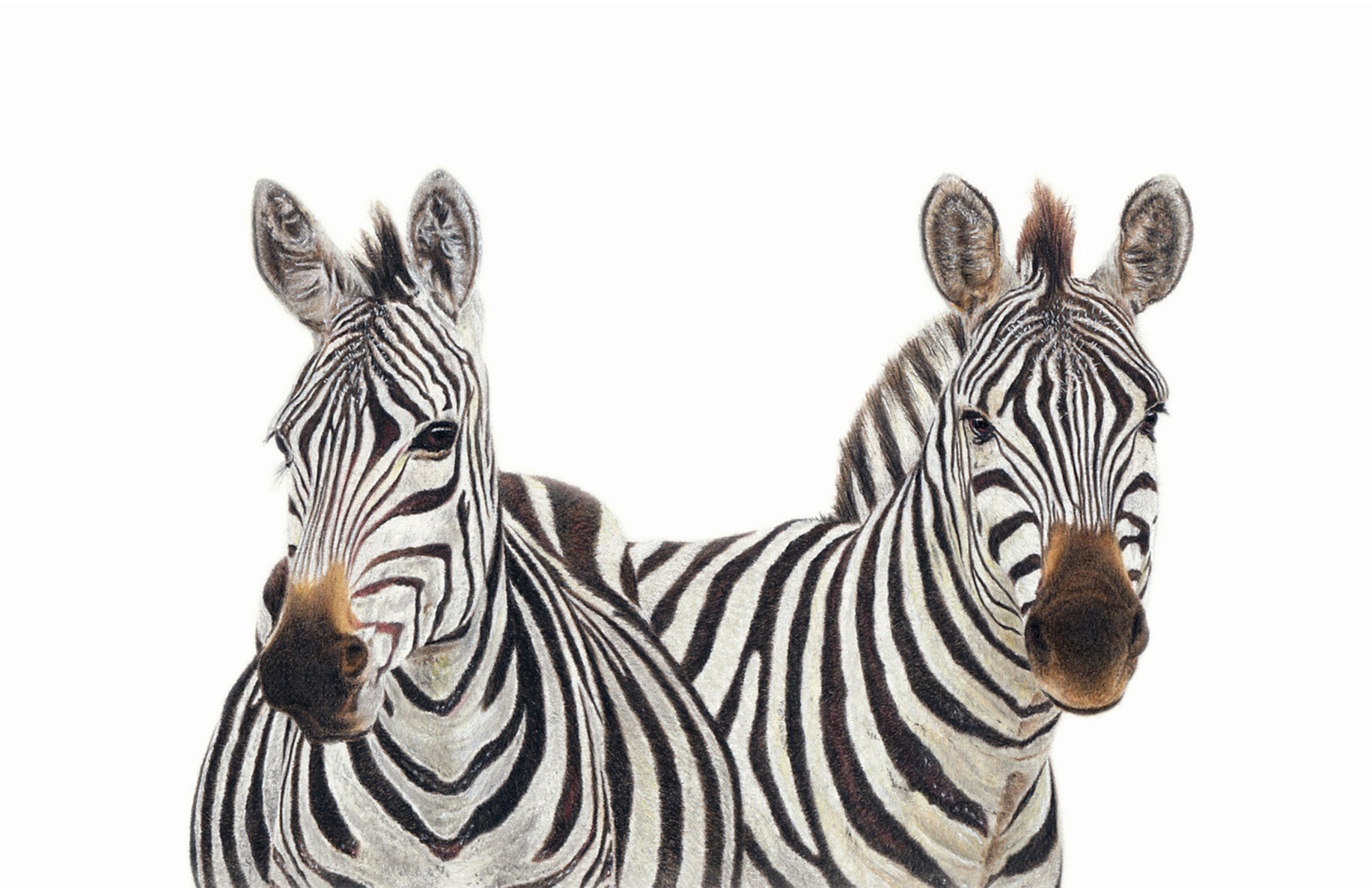 A pair of burchell's zebras wildlife artwork