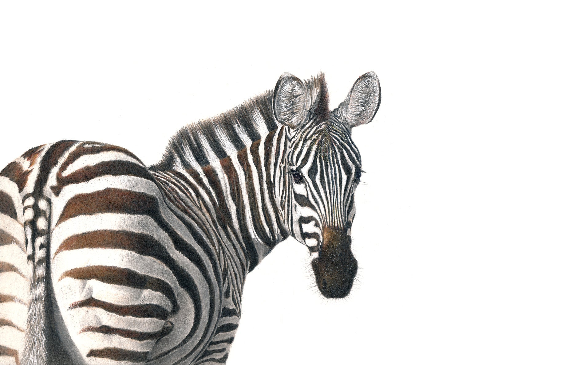 Zebra portrait colour pencil artwork drawing