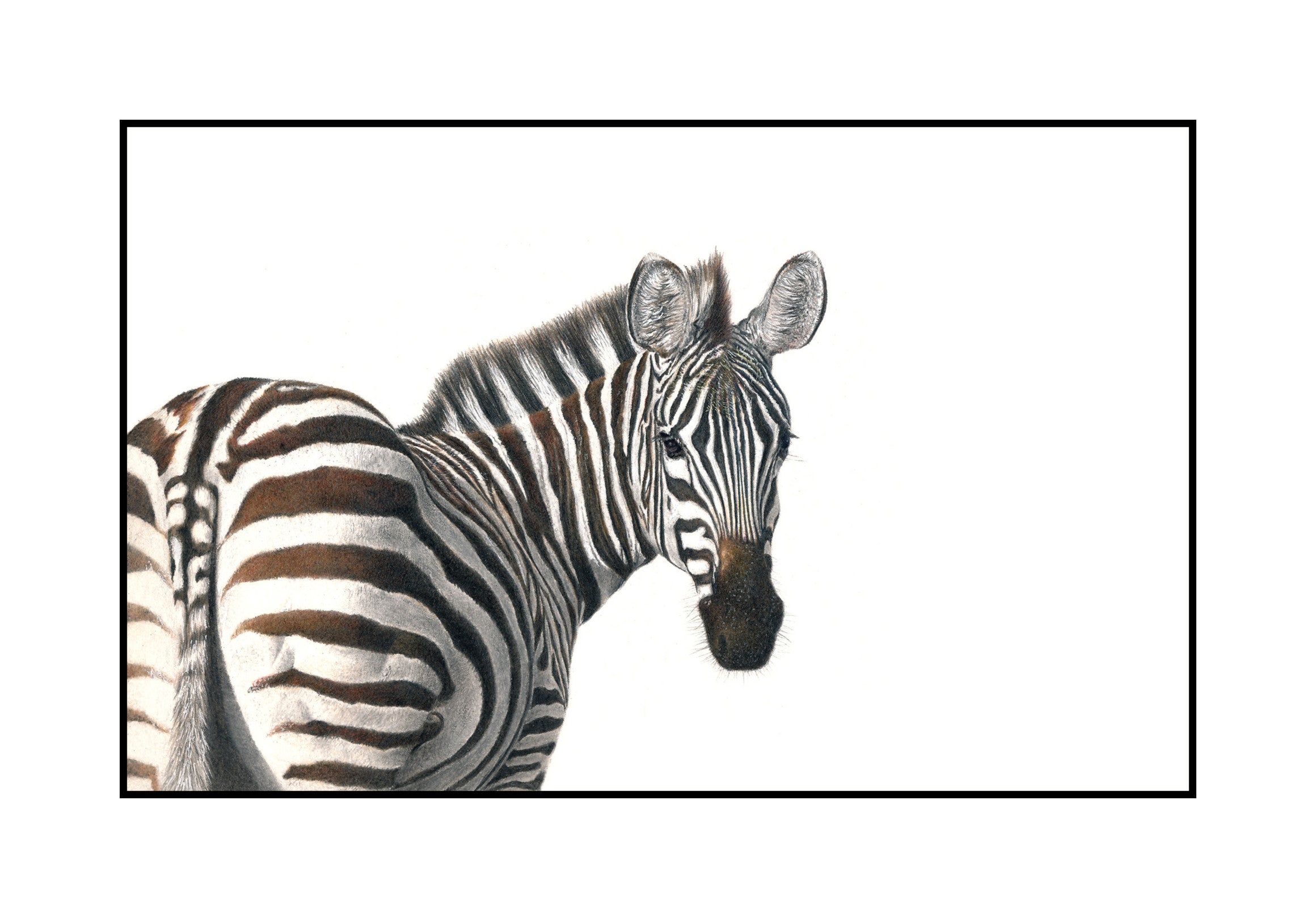 Zebra Portrait in a synthetic wood style frame
