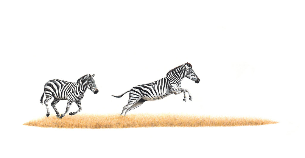 Running Zebras in Africa, African wildlife pencil artwork by wildlife artist Matthew Bell