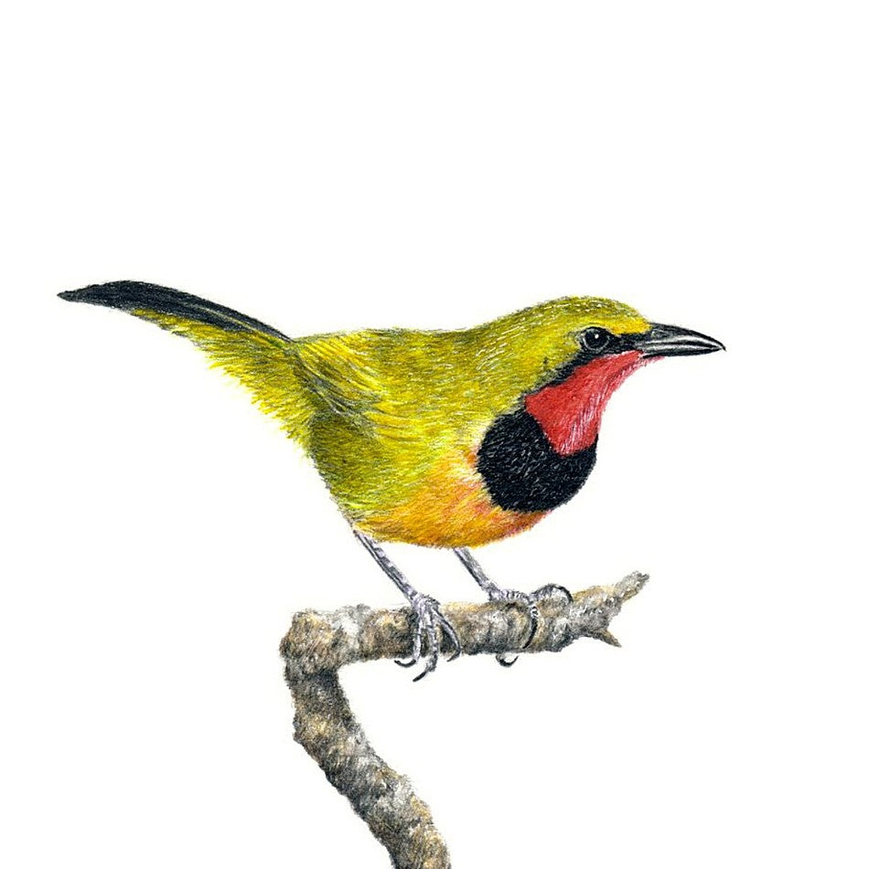 Gorgeous Bush Shrike organic wooden framed print, part of the South African birds collection of original drawings by Matthew Bell