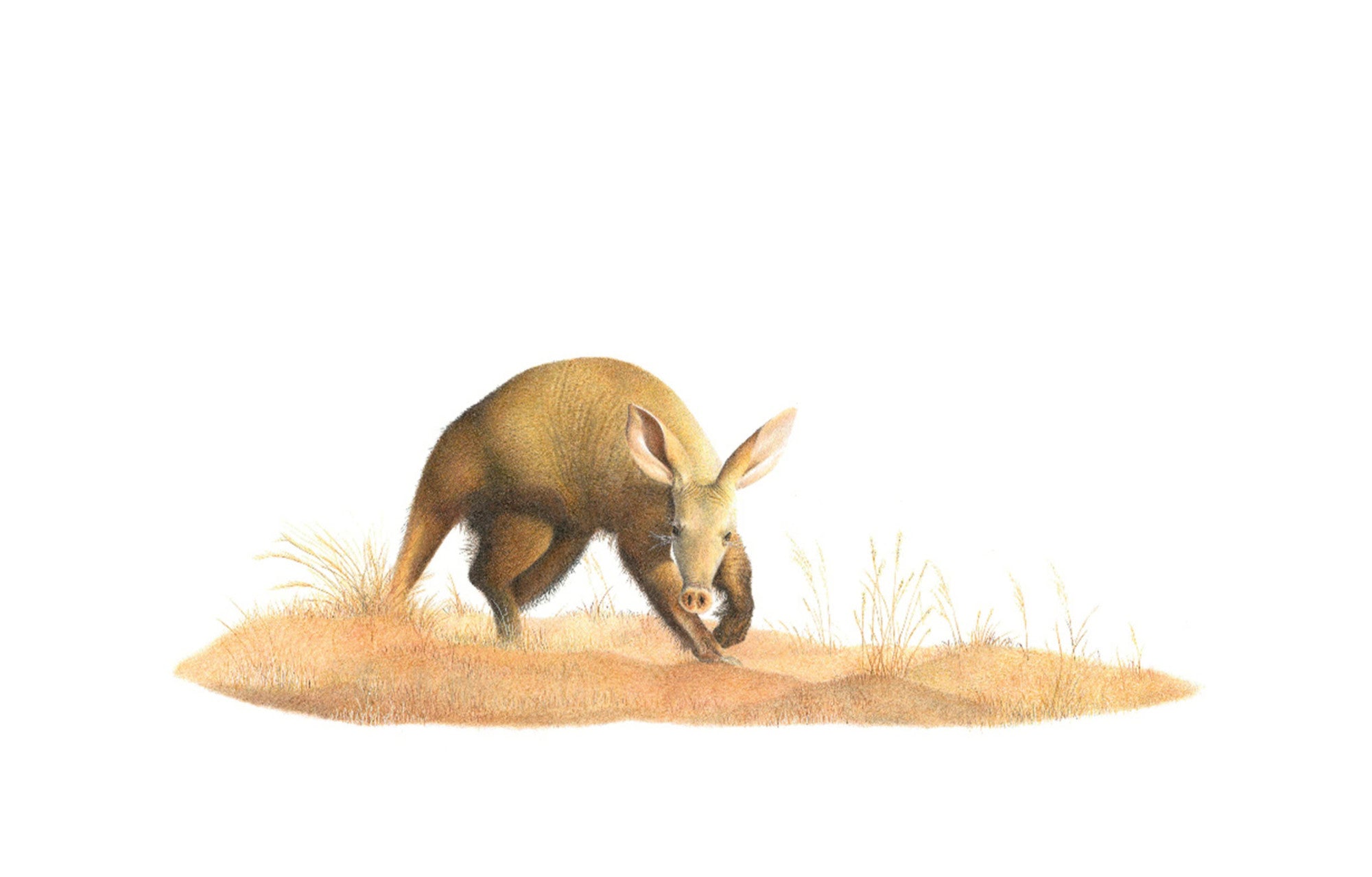 Pencil artwork by Matthew Bell of an Aardvark walking through the Kalahari game reserve