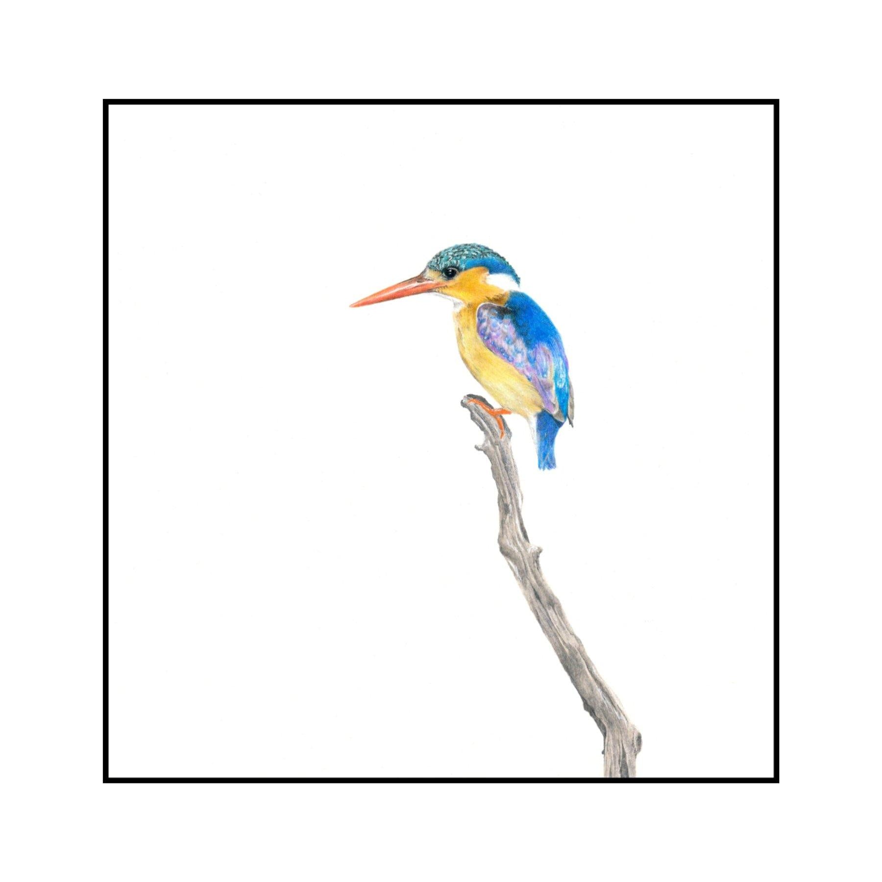 Malachite Kingfisher 3 - The Original - Framed - 33cm x 33cm - Matthew Bell Wildlife Art