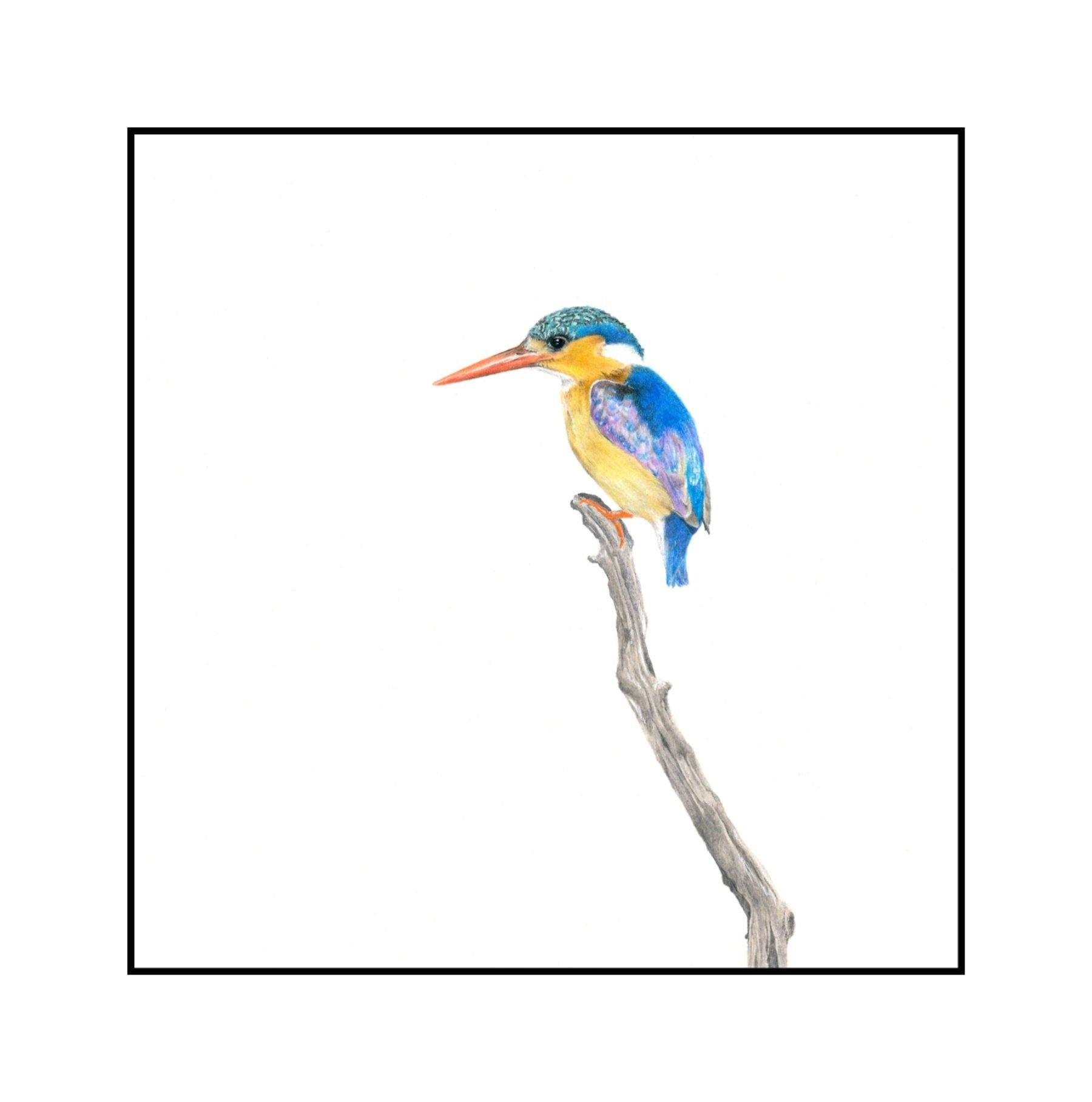 Malachite Kingfisher 3 - The Original - Framed - 33cm x 33cm - Matthew Bell Wildlife Art