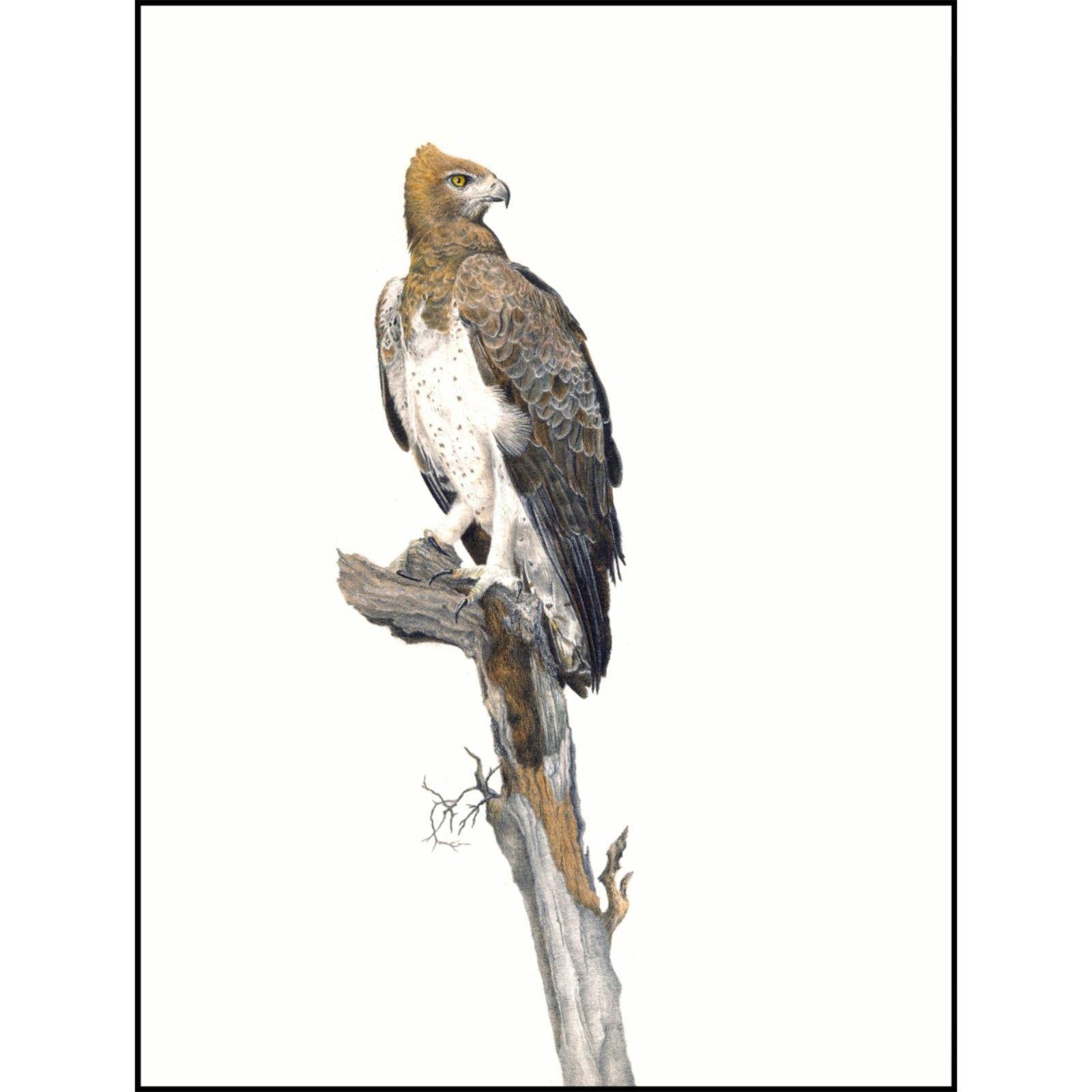 Martial Eagle - The Original - Framed - 39 x 31cm - Matthew Bell Wildlife Art