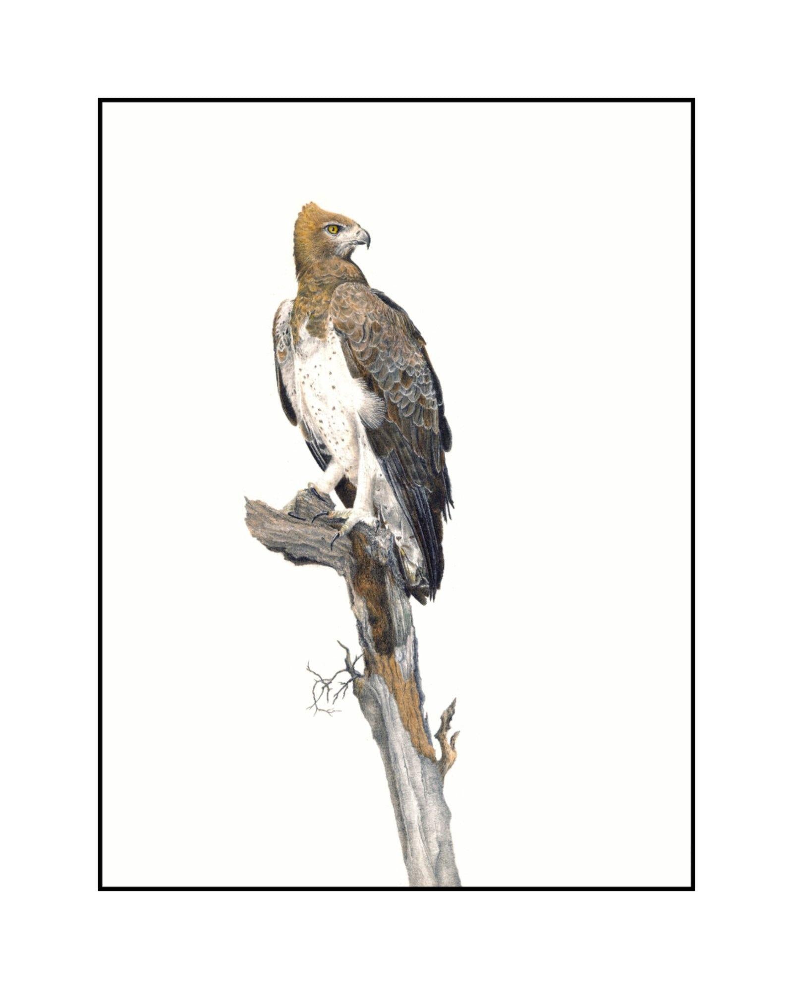 Martial Eagle - The Original - Framed - 39 x 31cm - Matthew Bell Wildlife Art