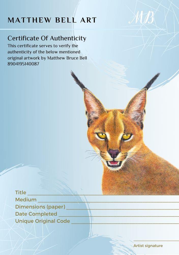 Caracal The Original Framed – Matthew Bell Wildlife Art