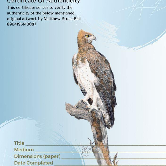 Martial Eagle - The Original - Framed - 39 x 31cm - Matthew Bell Wildlife Art