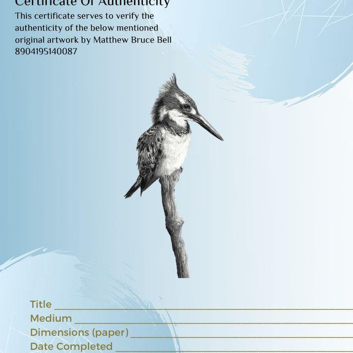 Pied Kingfisher 2 - The Original - Framed - 35 x 30cm - Matthew Bell Wildlife Art