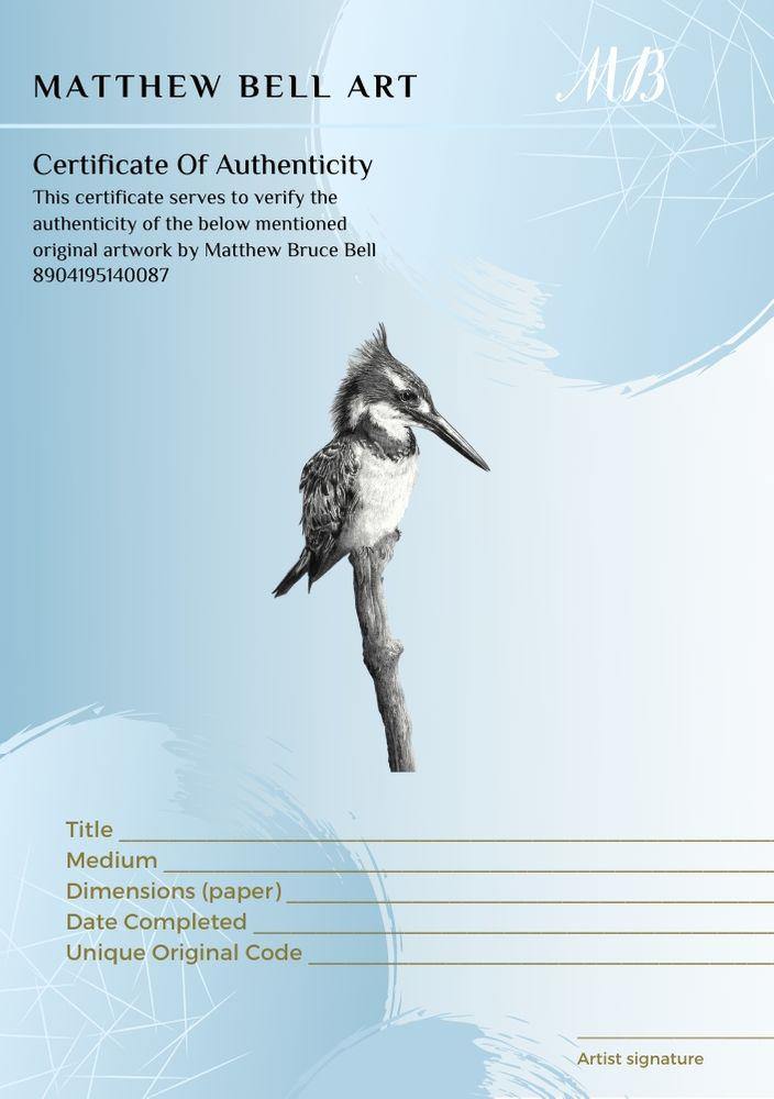 Pied Kingfisher 2 - The Original - Framed - 35 x 30cm - Matthew Bell Wildlife Art