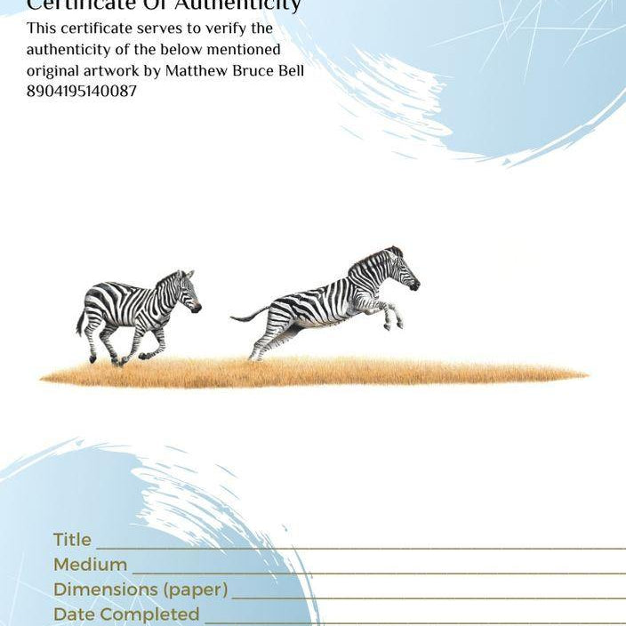 Zebras 4 - The Original - Framed - 50 x 28cm - Matthew Bell Wildlife Art