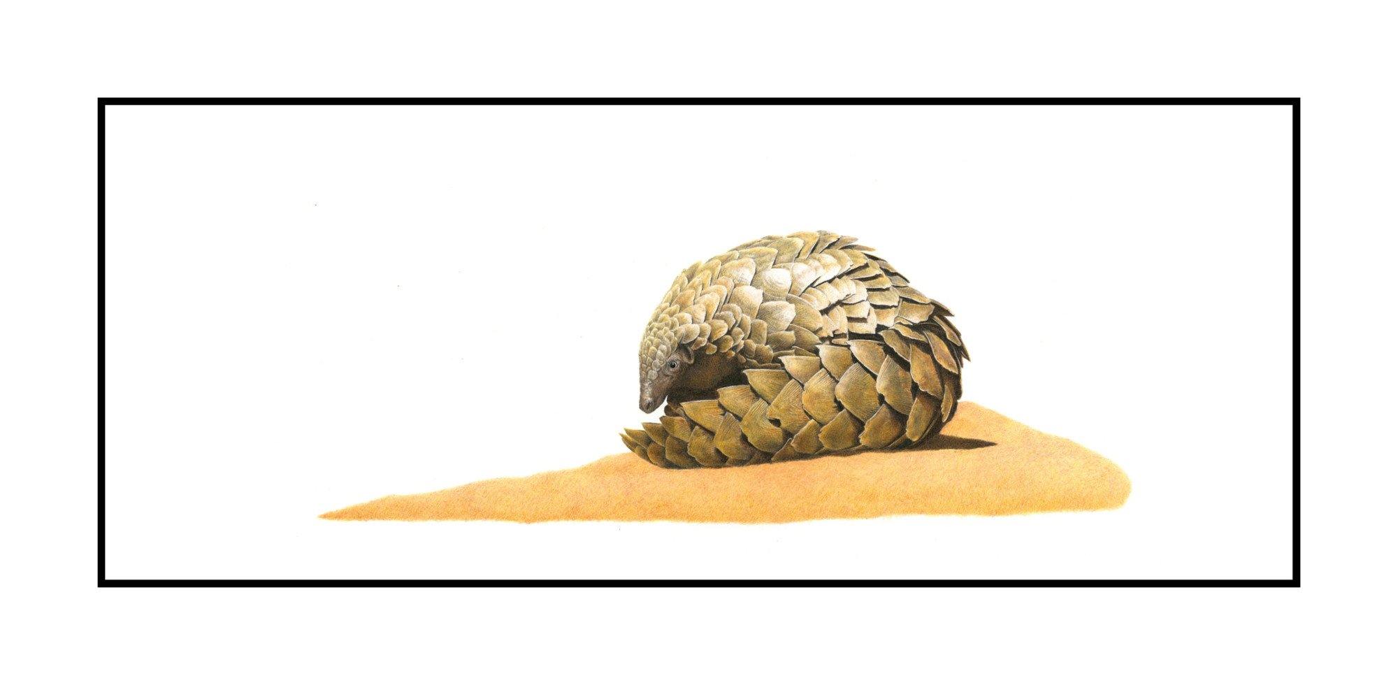 Pangolin 2 - The Original - Framed - Matthew Bell Wildlife Art